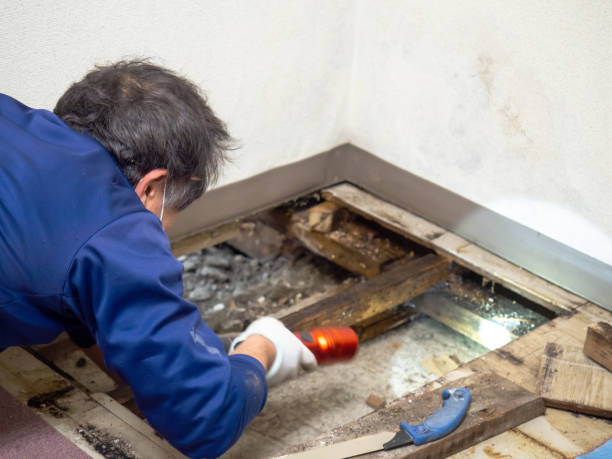 Professional Mold Remediation in Columbus, TX