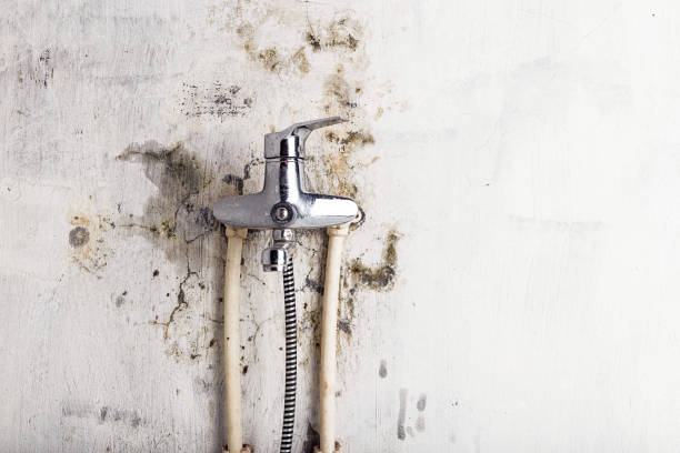 Best Mold Remediation for Schools in Columbus, TX
