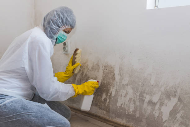 Best Industrial Mold Remediation in Columbus, TX