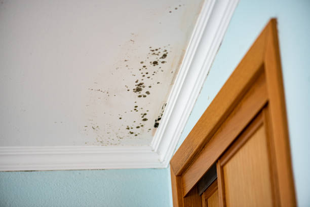 Best Commercial Mold Remediation in Columbus, TX