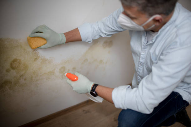 Best Emergency Mold Remediation in Columbus, TX