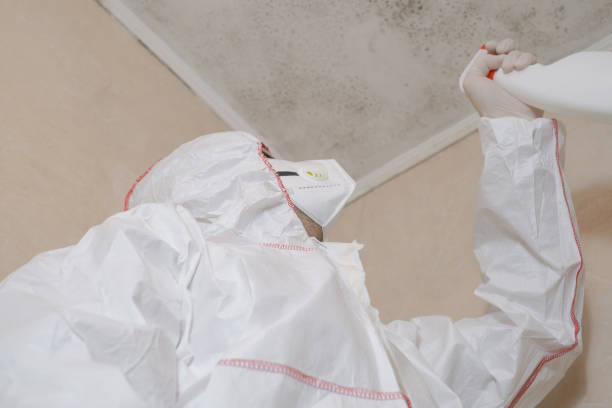 Best Attic Mold Remediation in Columbus, TX