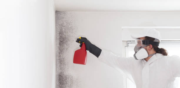 Best Black Mold Remediation in Columbus, TX