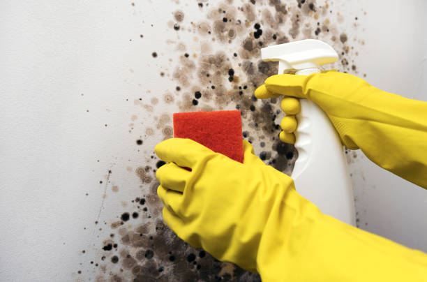 Best Bathroom Mold Remediation in Columbus, TX
