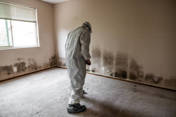 Best Bathroom Mold Remediation in Columbus, TX