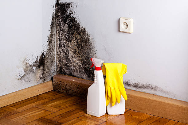 Best Crawl Space Mold Remediation in Columbus, TX