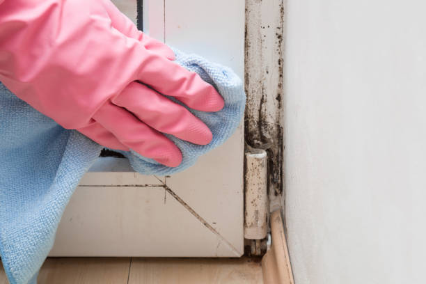 Best Insurance-Related Mold Remediation in Columbus, TX