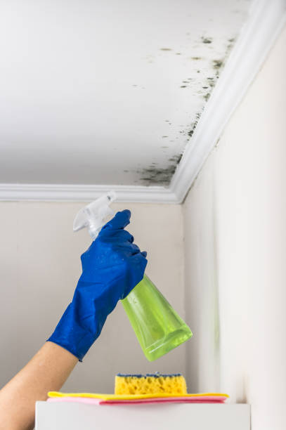 Best Residential Mold Remediation in Columbus, TX